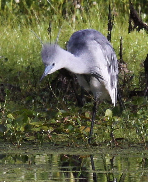Little Blue Herons
